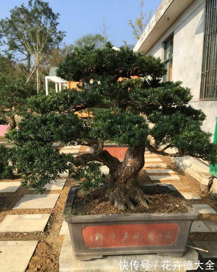 7种“转运花”，家里养一盆，漂亮又吉利，还有好运气