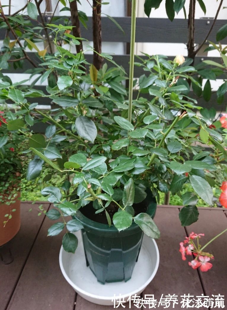 盆栽|养花不会浇水,家里再多花也会被糟蹋,新手盆栽浇水指南