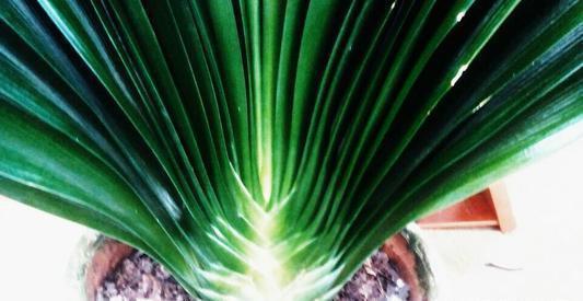 植株|君子兰在花盆里头重脚轻站不稳,别忽视,原因简单危害却很大