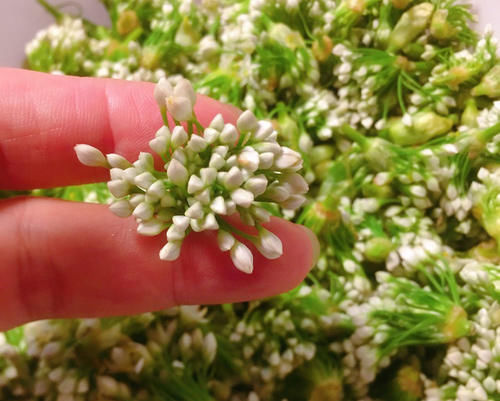 农村|腌韭菜花，只放盐容易坏，农村奶奶教我1招，能吃一年，越嚼越香