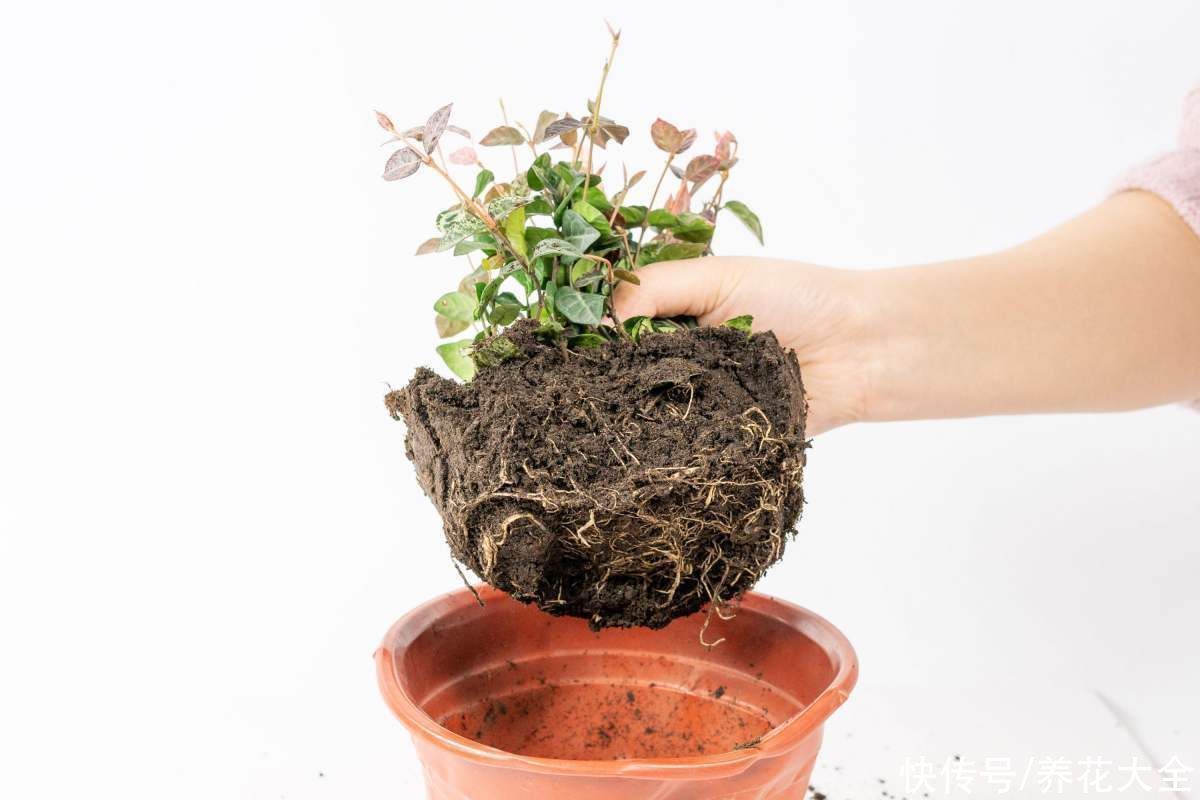 教程|给花换盆的详细教程，操作简单，完全不伤大白根