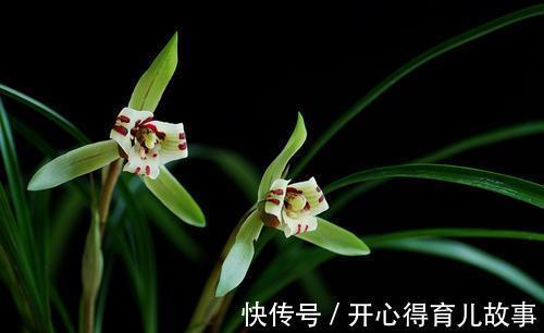 兰花开花后，做好这些，才能快速复壮