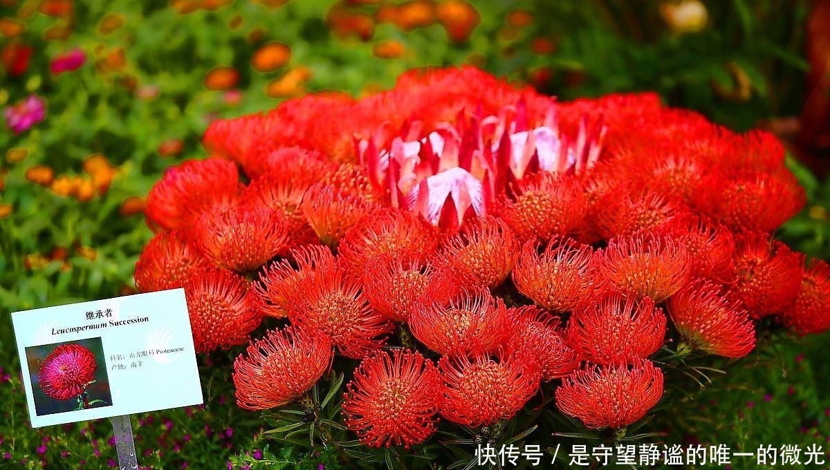  家里养盆帝王花，大气华丽，寓意事业蒸蒸日上，富贵吉祥