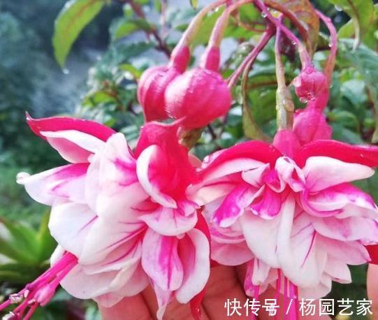 倒挂金钟注意4事项，做对了年年开花花爆盆