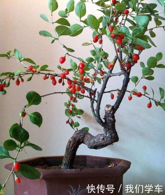 枸杞盆栽这样养,长得枝叶繁茂,结出1树红果子,还能长成盆景!