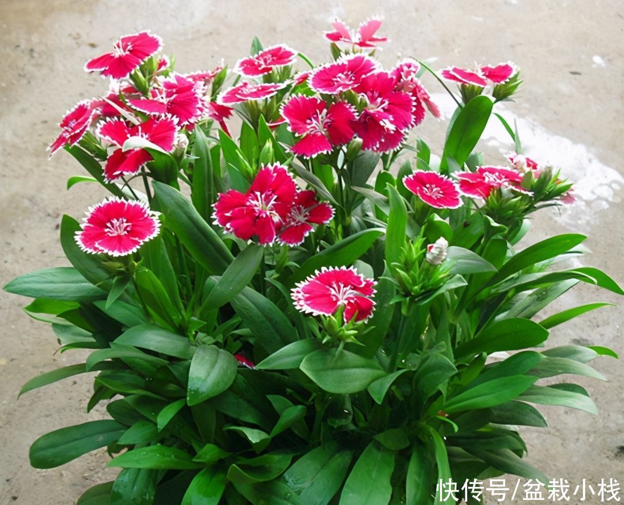 种花|4种花,不怕寒冷好养活,不愁冬春没花看