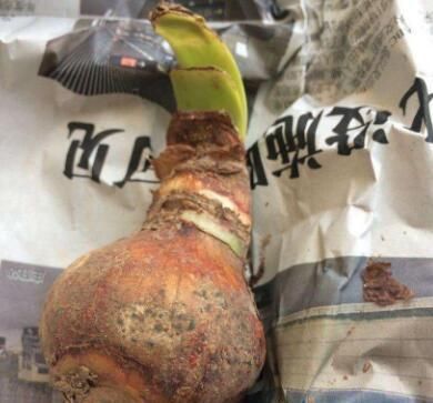 朱顶红开花之后，一个“小动作”，又开一茬花，花大色艳特别美