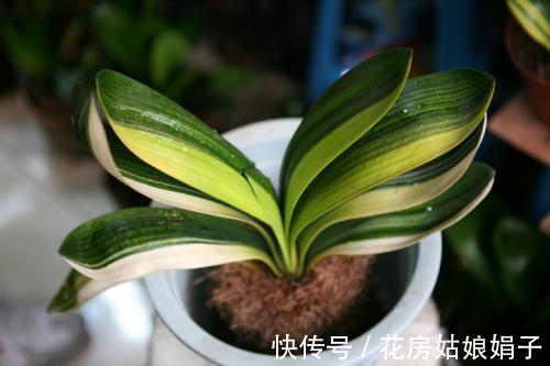 君子兰出现“根顶叶”现象,要及时发现,及时处理,否则危害大