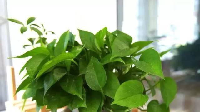婆婆告诉我绿萝必须这样养,叶子能滴水,很快爆盆