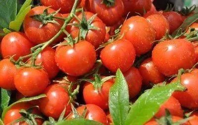 柿子|不要再吃了!这些相生相克的食物很危险!