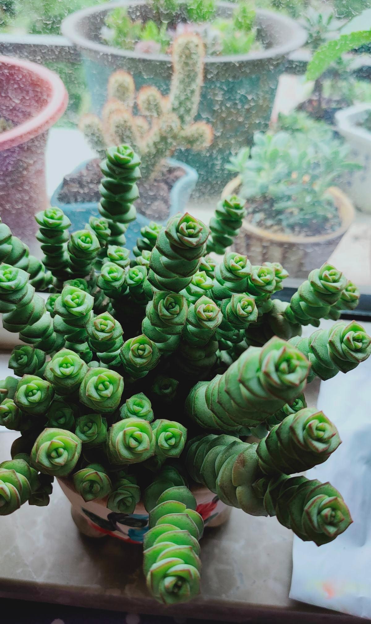 4种带“钱”的植物,在家养招财旺运,关键是太好养