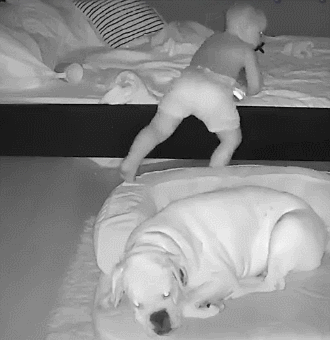 监控|2岁男孩总在狗窝里醒来，父母觉得困惑，查看监控后觉得很温馨