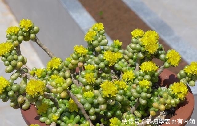 5种多肉开花可遇不可求,太少见别剪掉,值得拍照留影做纪念