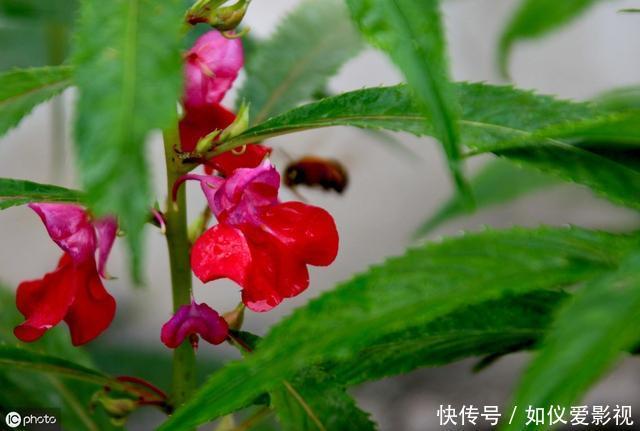 这种花是天然“染发剂”,阳台种几盆,白发去无踪