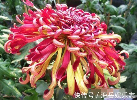 喜欢菊花,就养盆“珍稀名菊”晚镜红妆,似彩带飞舞,绚丽多姿