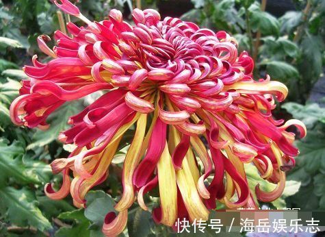 养花|喜欢菊花，就养盆“珍稀名菊”晚镜红妆，似彩带飞舞，绚丽多姿