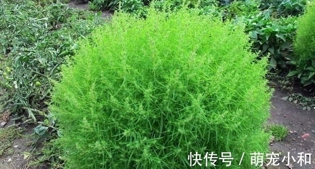 小时候经常见的17种植物,很熟悉却叫不上名字,现在终于知道了