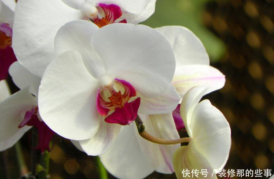 如何挑选年宵“花旦”蝴蝶兰?4个挑选小技巧,挑到高品质蝴蝶兰