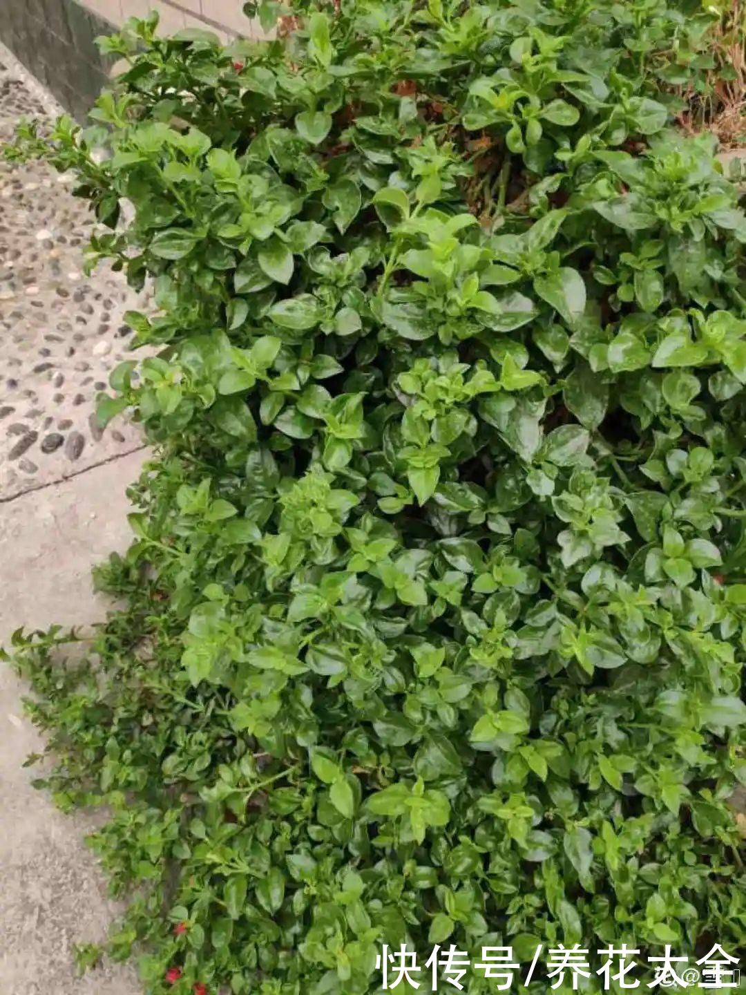 金银花|养到烦人的花，盆都不够用，扔掉还很心疼