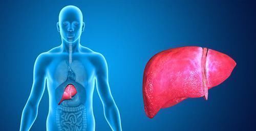 牛蒡甙|6种食物是天然“强肝王”,每天可劲儿吃,肝会一天比一天健康