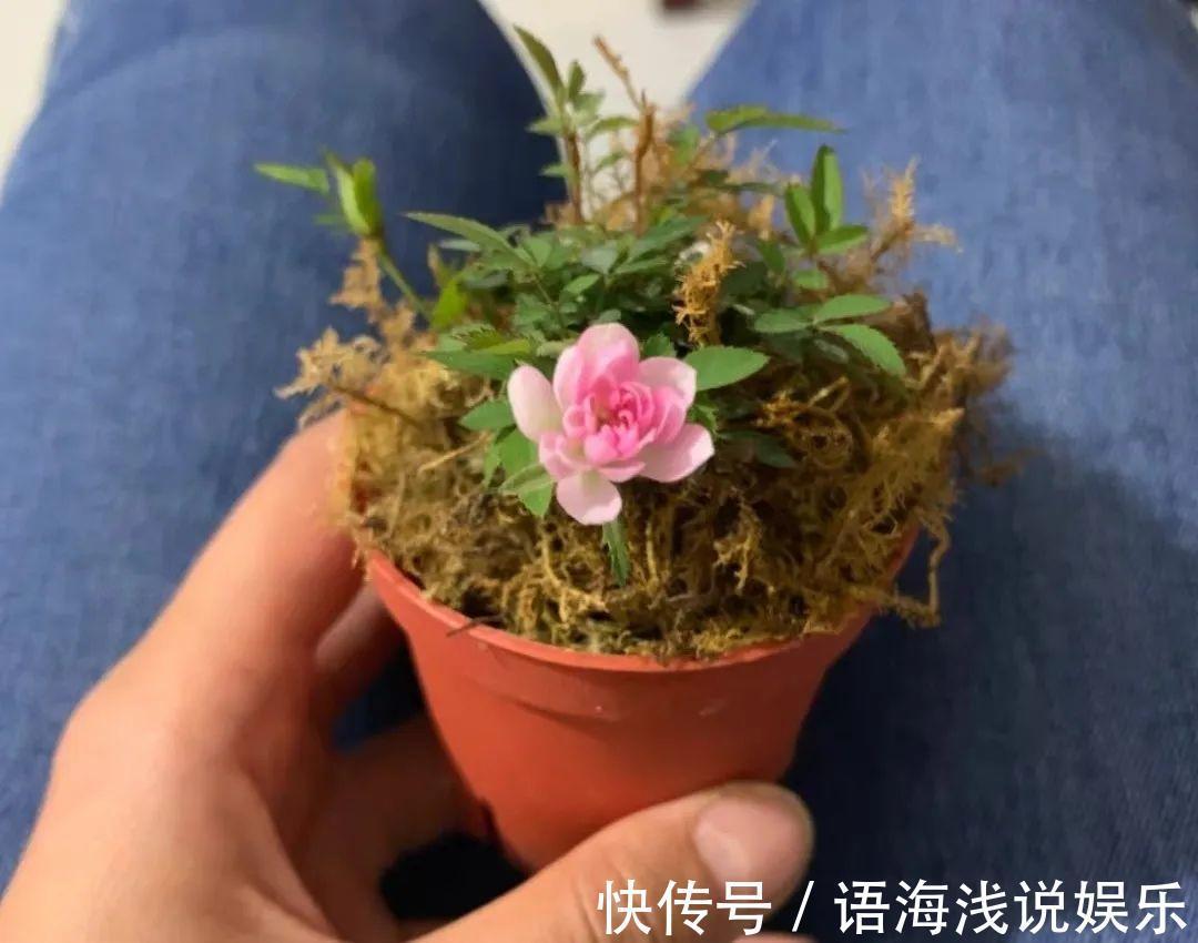 君子兰越小越值钱,养了4年,只有硬币大!