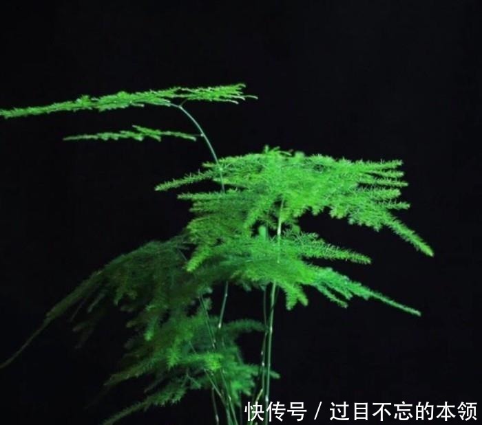 家里4种“药片”,过期不要扔,都是养花“宝贝”, 比花肥好用10倍!