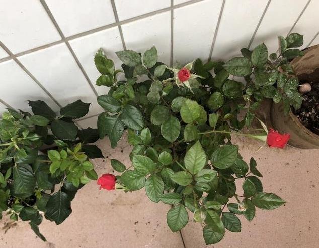 养花难?记住这四个小技巧,啥花都能长得旺