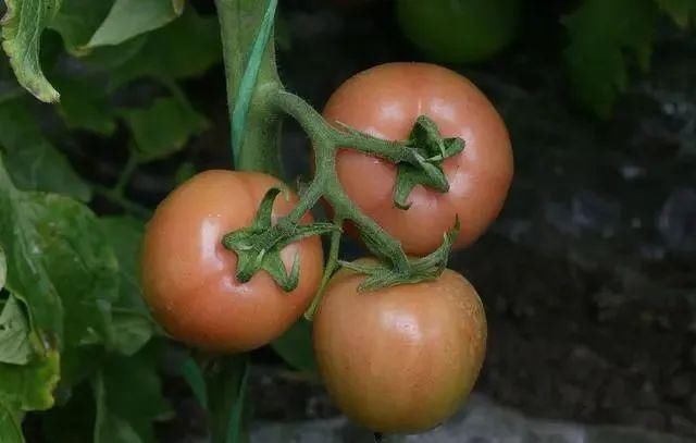 7种蔬菜，也许自带“毒素”，有些人当成宝，菜贩：知道越少越好