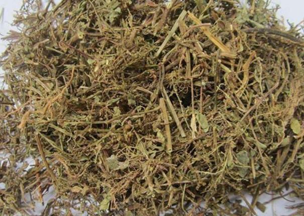 它外形酷似“含羞草”，却不会“害羞”，用处广泛然而相当常见