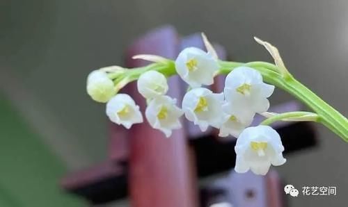 瓜子皮|别把好东西当垃圾扔，这种东西养花特好使，后悔知道太晚了