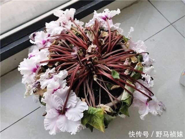 叶子|6种花一天不浇水，叶子就耷拉，缺水3天就死翘