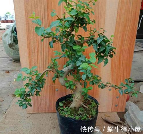 3种花越养越旺，养成老桩盆景更值钱，摆在家里惬意美好！