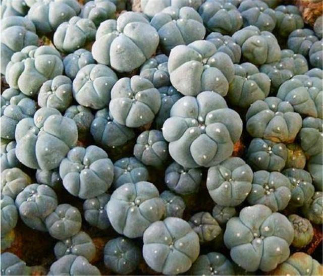 大一被忽悠300元买1盆“多肉”，毕业时一数爆了200个崽，太值了