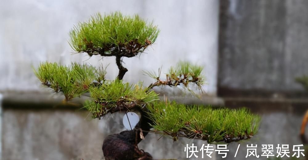 梅花|苏派盆景极具名气,这6种盆景做法精妙、极具自然之感,价值高