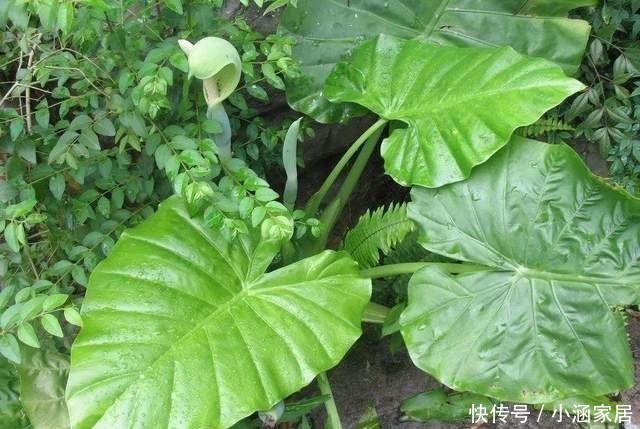 反而|养花确实很惬意,但不能随便放在卧室,这几种放在卧室反而不好