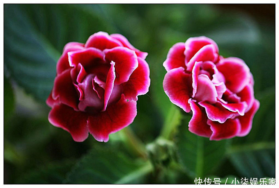 非洲菊|4种“花叶”,沾水就“衰”,喷水要注意,否则养10盆“死10