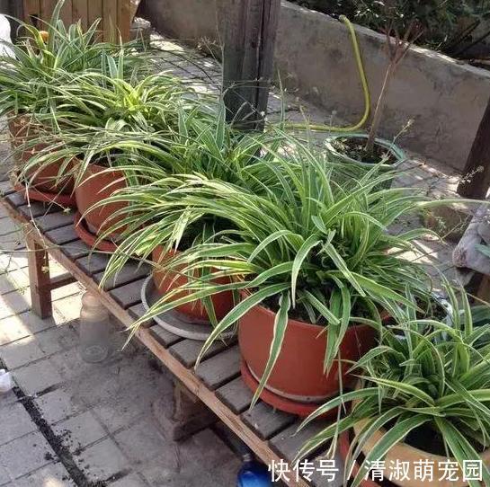 养花浇水是技术活：盆栽远离5种水，植物伤亡少、花友不走弯路