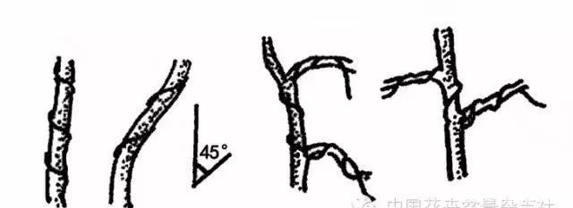 爱木盆景I 黑松家庭养护小记！