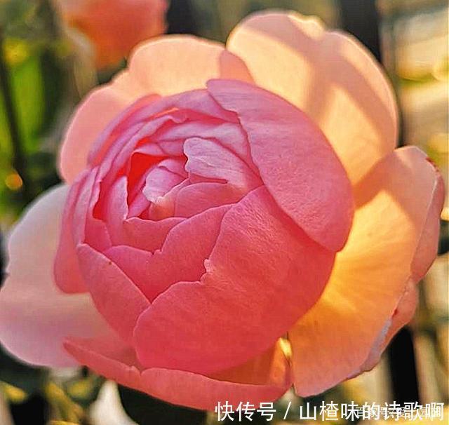 奥斯汀月季中的精品之作,好看、浓香,还不爱生病