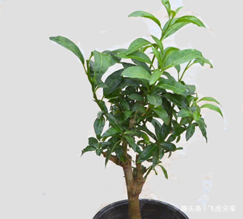 新买的花几天就发蔫变黄了，老大爷教了一招，几天就恢复生机