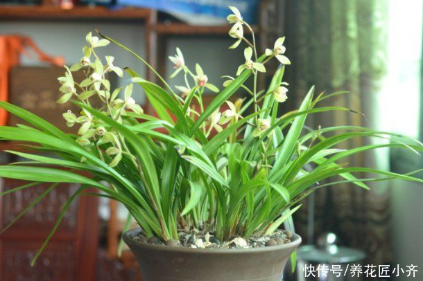 兰苗|盛夏养兰花，做好“三要、三不要”，兰苗叶片油绿，植株硬挺