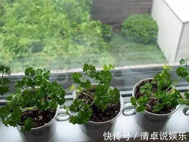 排水性|在窗台上种出一个茂盛的香草植物园，只需要5个步骤啊