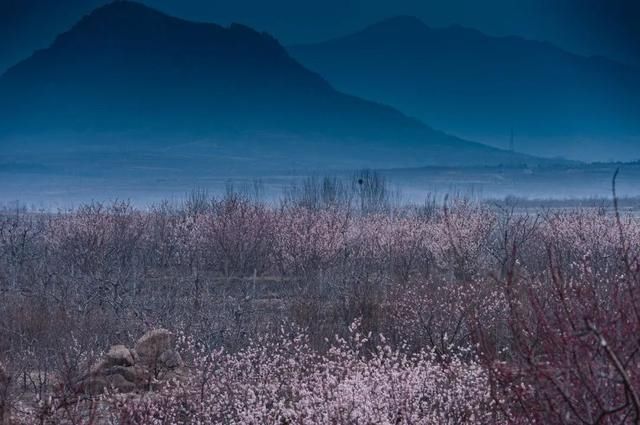 杏花|背靠五莲山！久负赏花盛名，今日一见确实惊叹