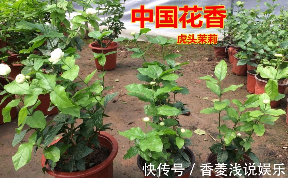 被誉为最香的茉莉虎头，盆栽照顾到位，一年开花3、4次