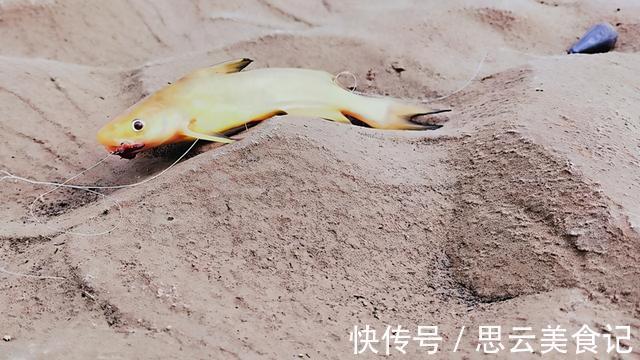 黄河|黄河水位大降，钓鱼人探钓黄河滩，“野货”真不少
