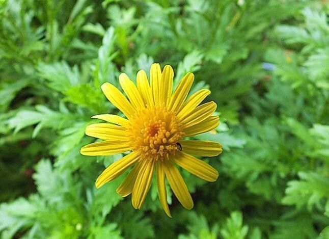 养花|“菊中精品”情人菊,似娇艳情人,优美柔雅,实属养花必备