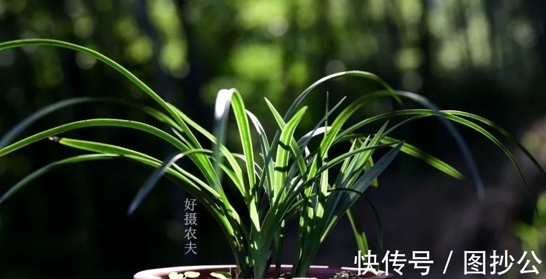 兰花快速生根有诀窍吗？兰友：照这4步操作，30天内就长新根