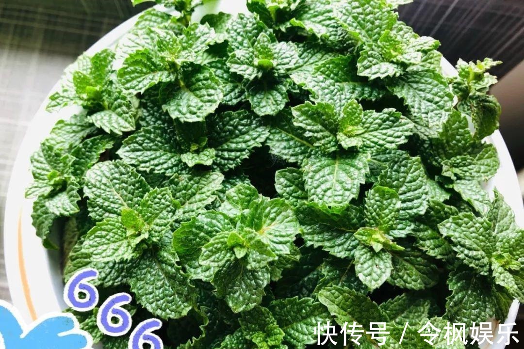 老中医最爱的8种花，一盆堪比小药箱，摘片叶子就能泡水喝！