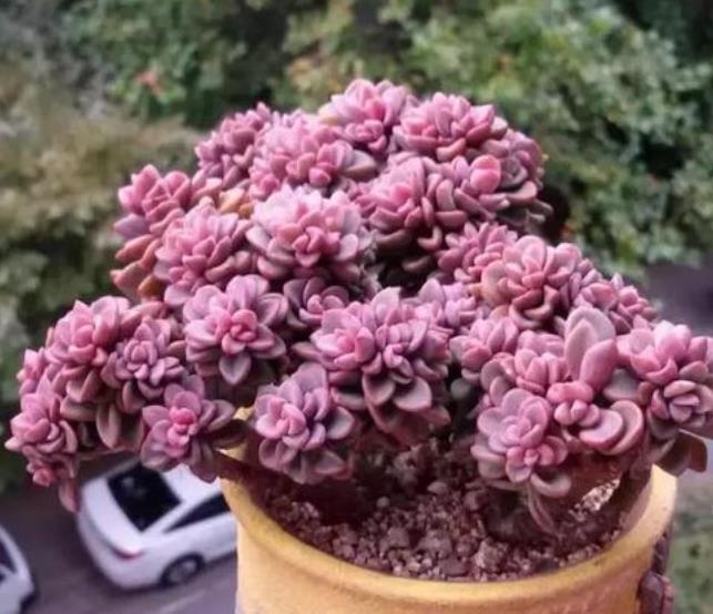 十月养多肉，教你几个小技巧，快速上色，30天养成群生肉墩子