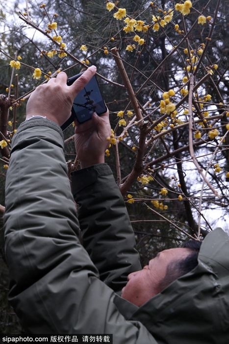 全北京的蜡梅都开了？今天继续推荐网友分享的蜡梅盛开之地，全在北京中心区！